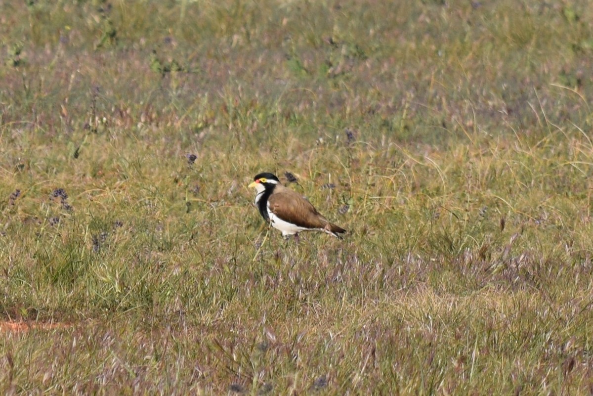 Banded Lapwing - ML68514291