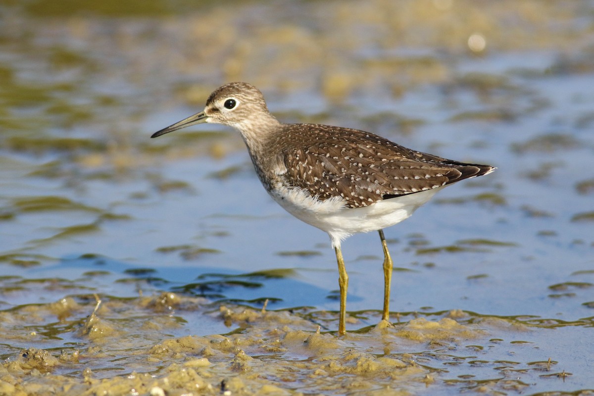 Solitary Sandpiper - Tommy Quarles