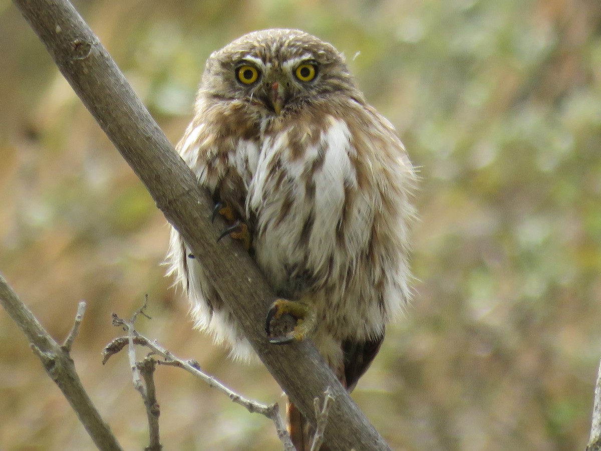 Peruvian Pygmy-Owl - Manuel Roncal Inca Finch