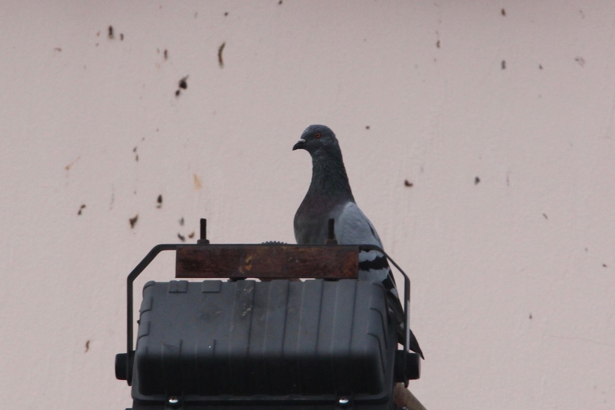 Rock Pigeon (Feral Pigeon) - Robert Gowan