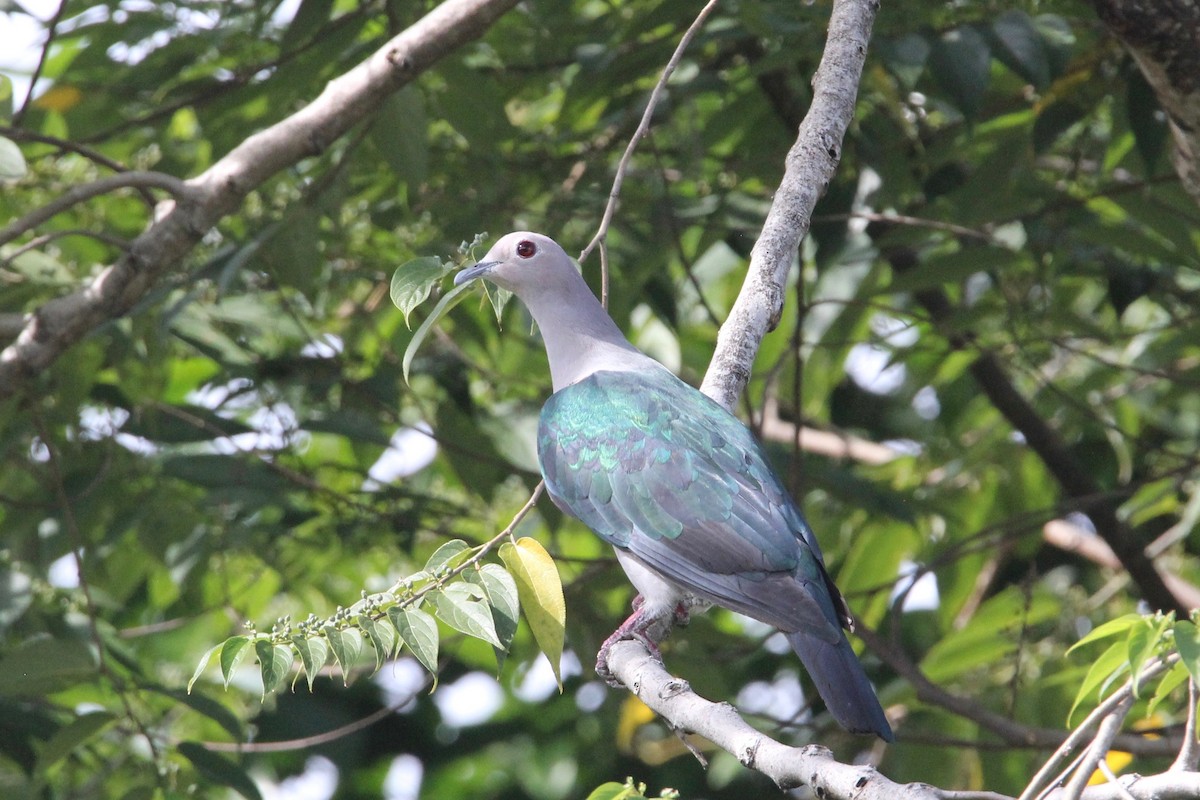 Green Imperial-Pigeon (Green) - ML68518271