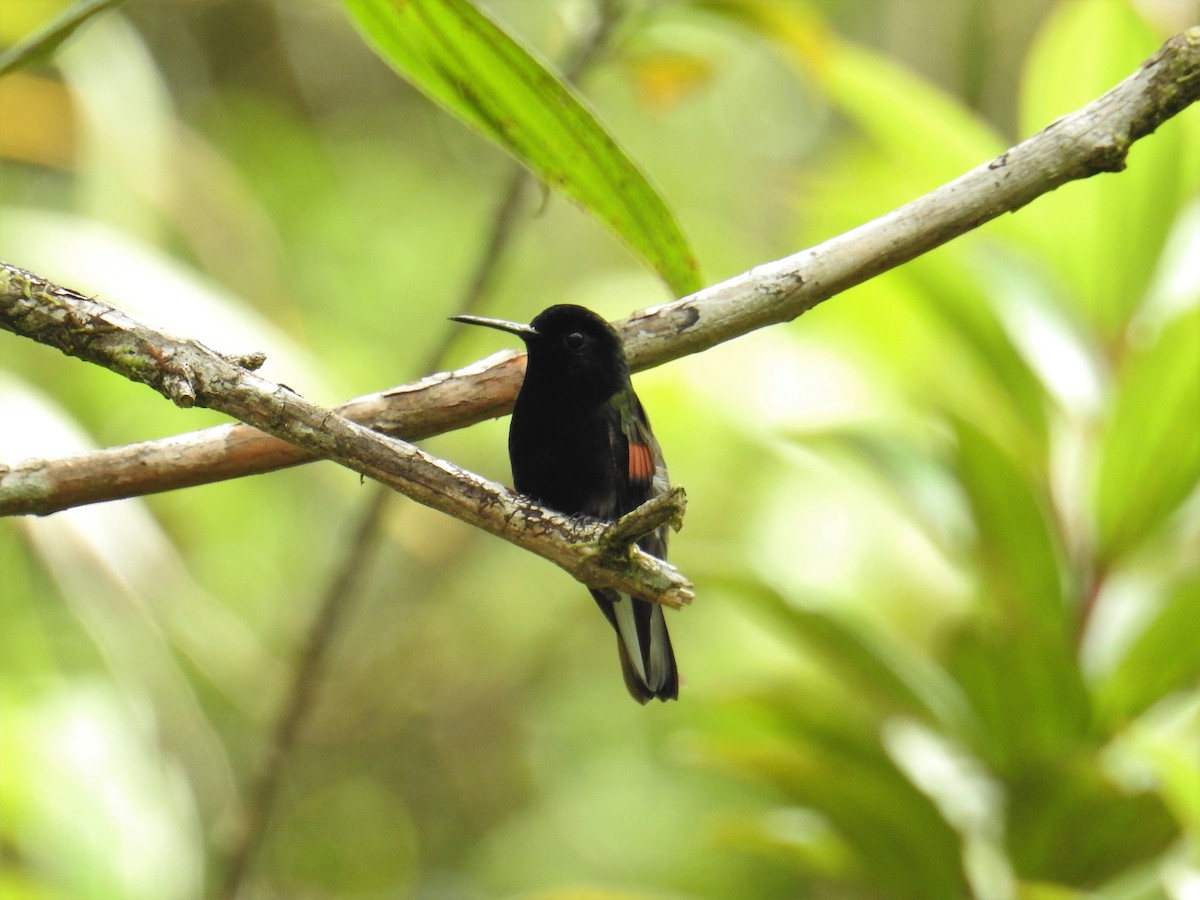 Black-bellied Hummingbird - ML68518401