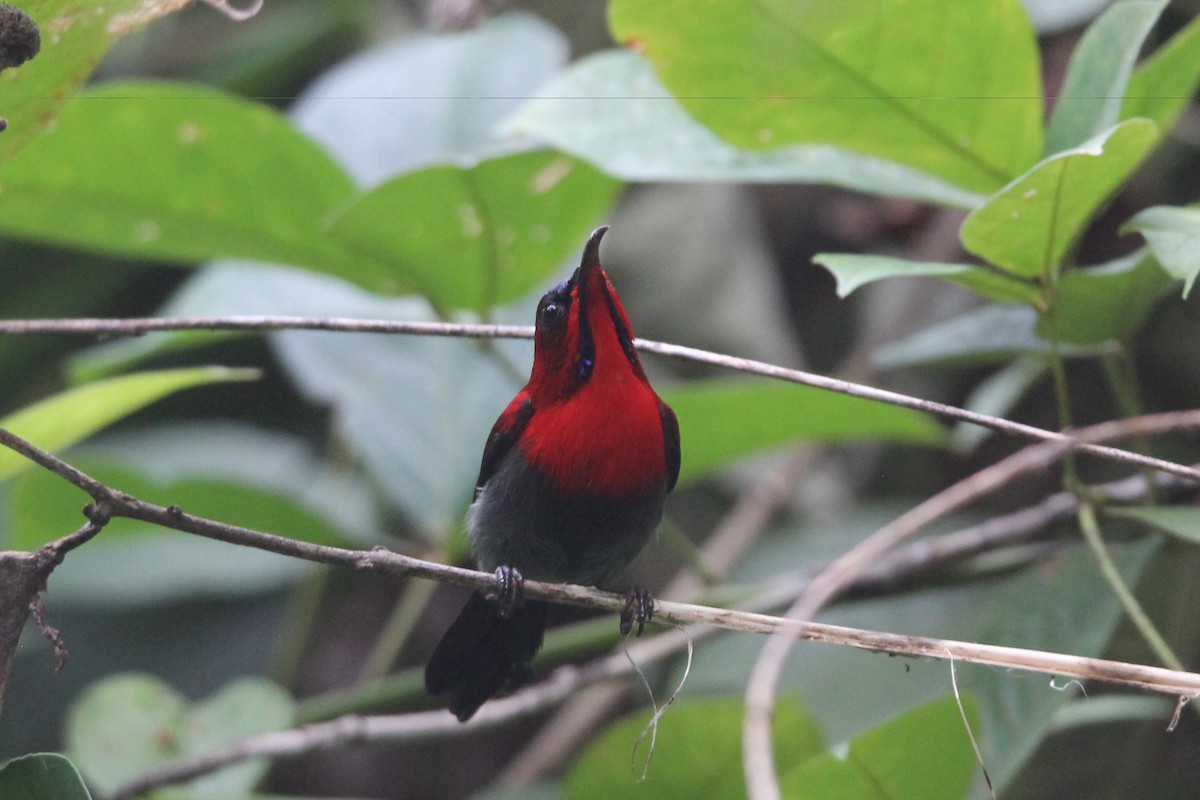 Crimson Sunbird (Crimson) - ML68518551