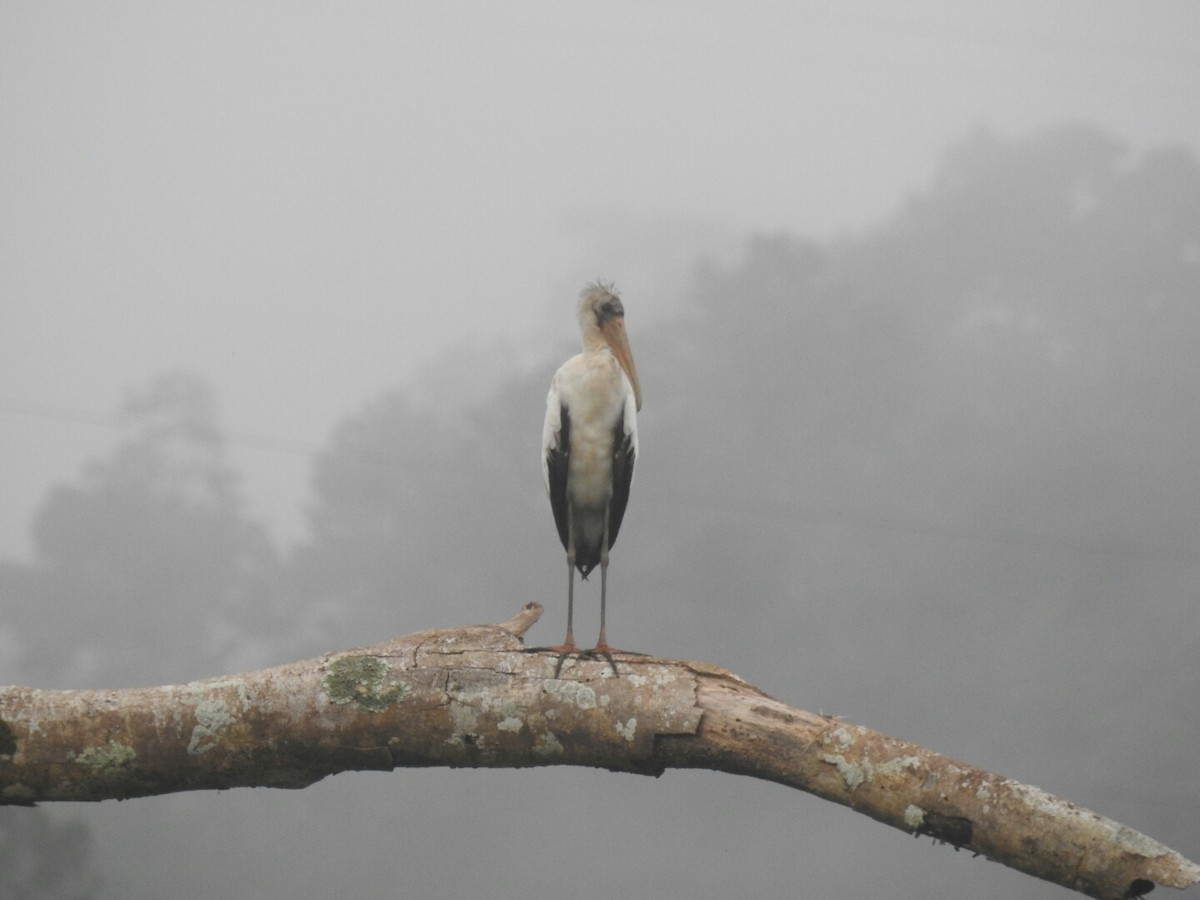Wood Stork - Francisco Dubón