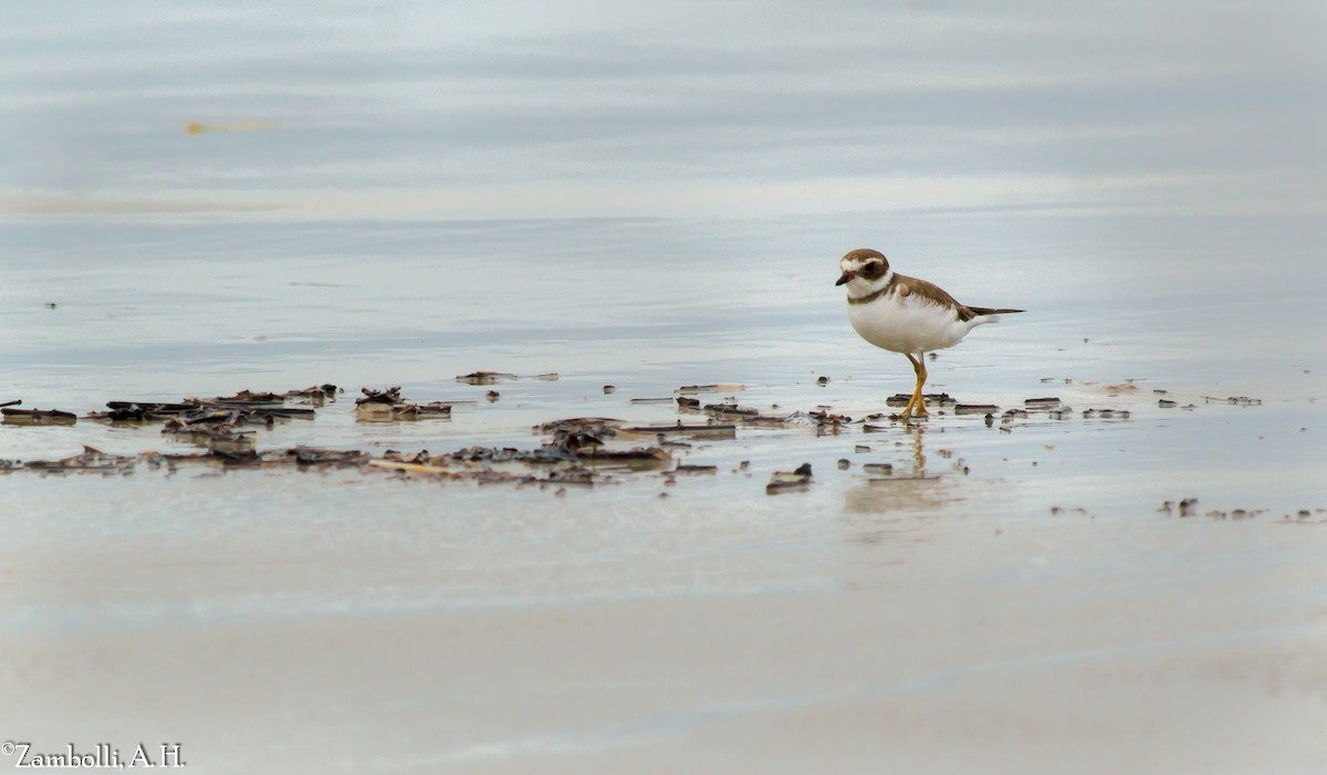 Semipalmated Plover - ML68519611