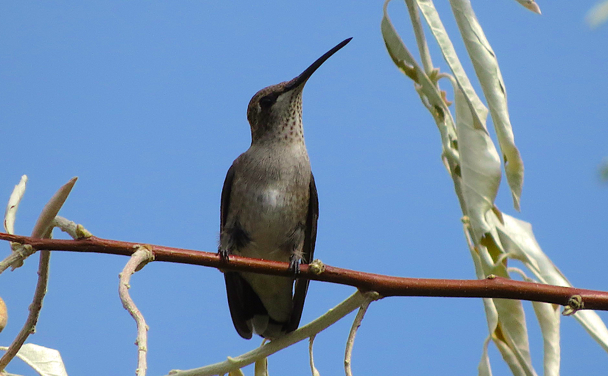 Black-chinned Hummingbird - ML68524791
