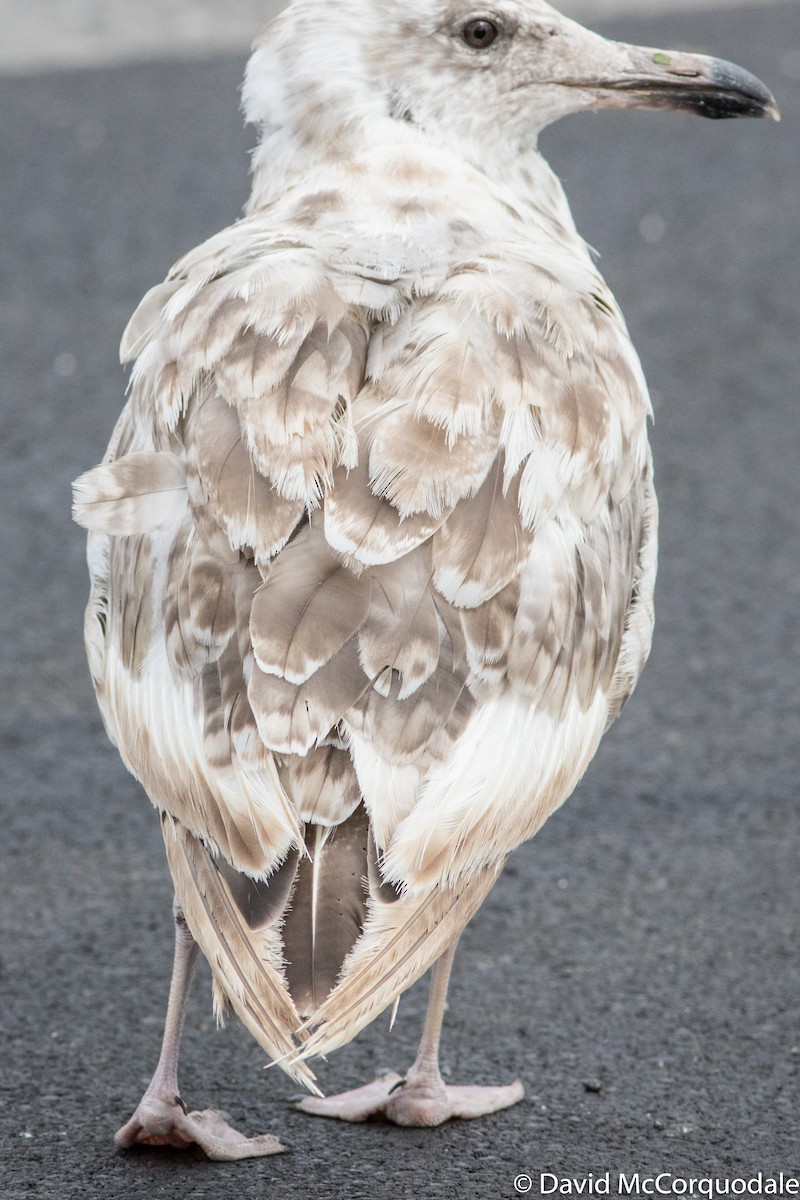 Herring Gull (American) - ML68527011