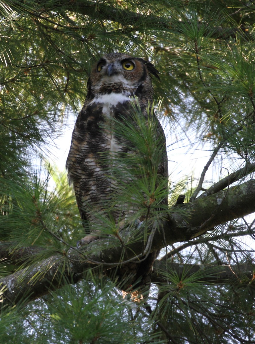 Great Horned Owl - ML68529371