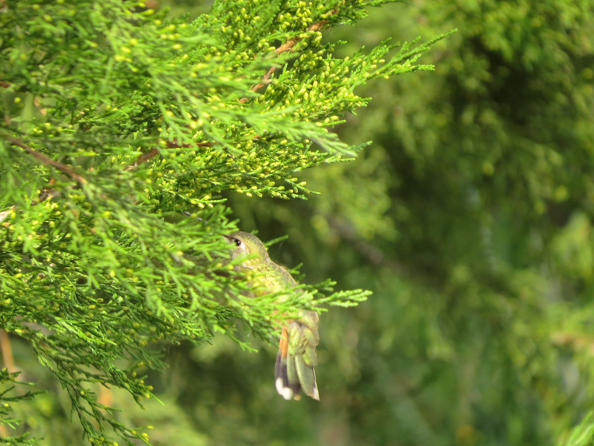 Broad-tailed Hummingbird - Ted Floyd