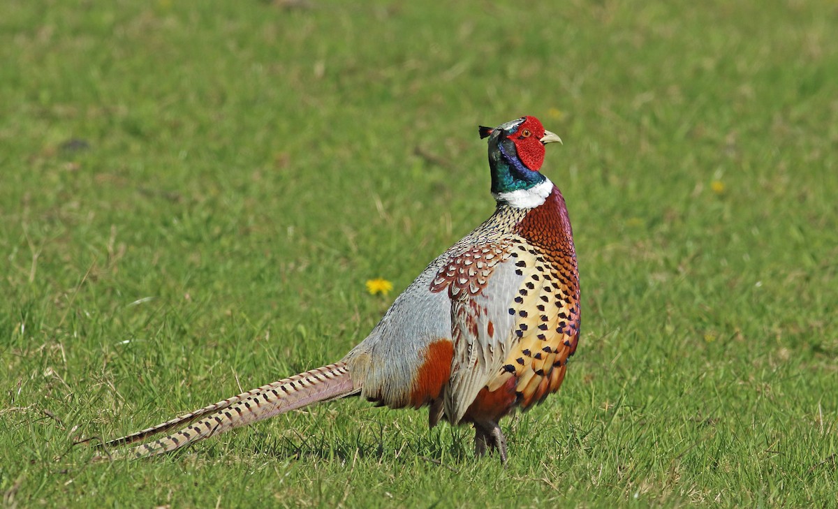 Ring-necked Pheasant - Andrew Steele