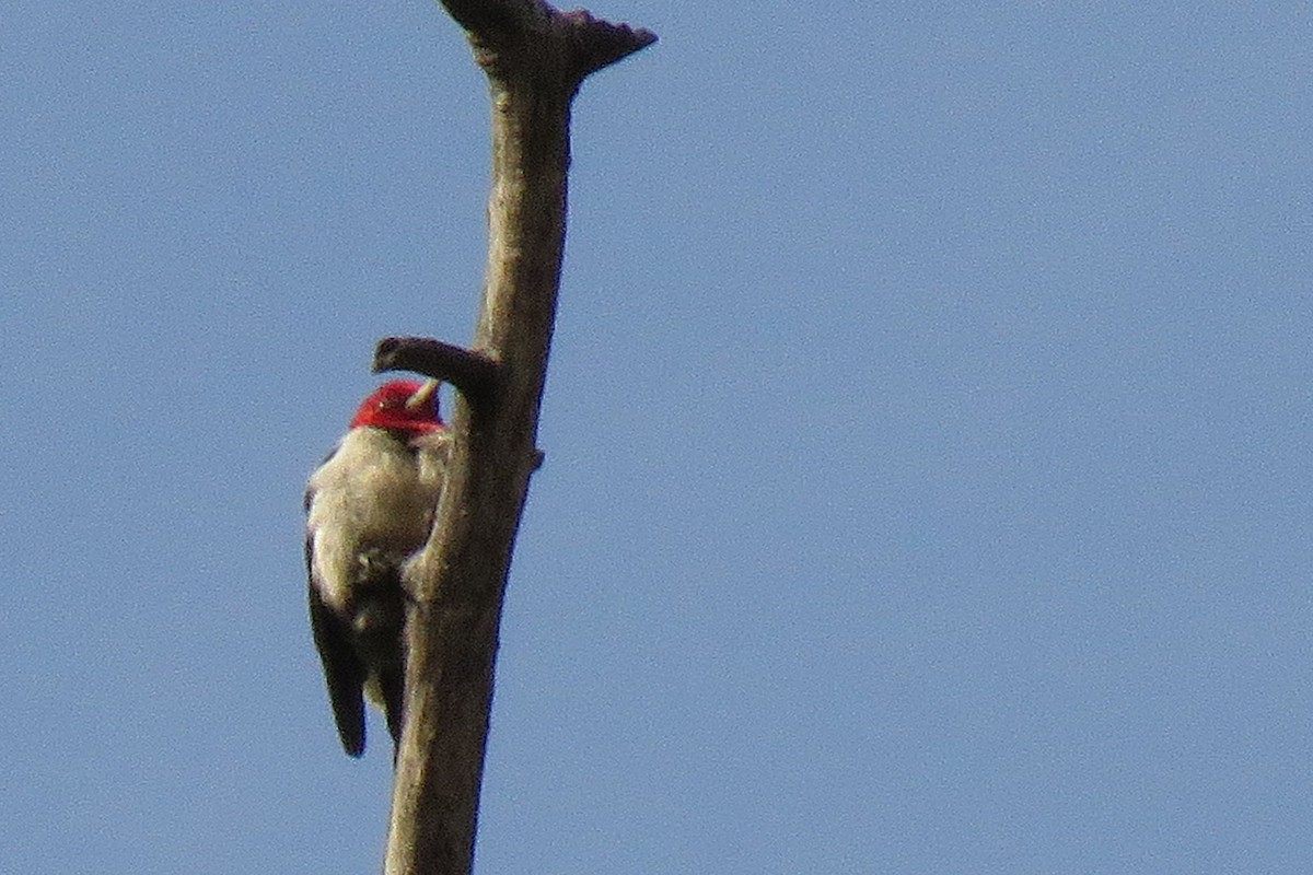 Red-headed Woodpecker - ML68532151