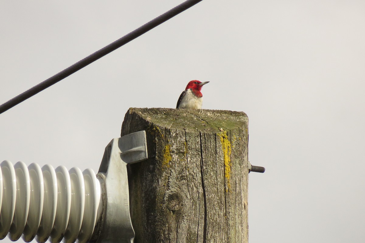 Red-headed Woodpecker - Michael Morris