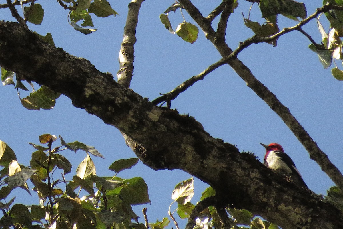 Red-headed Woodpecker - ML68532191