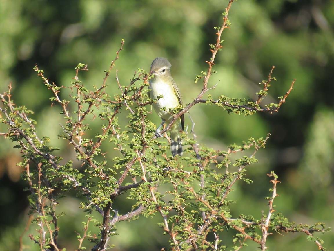 Warbling Vireo - Anne (Webster) Leight