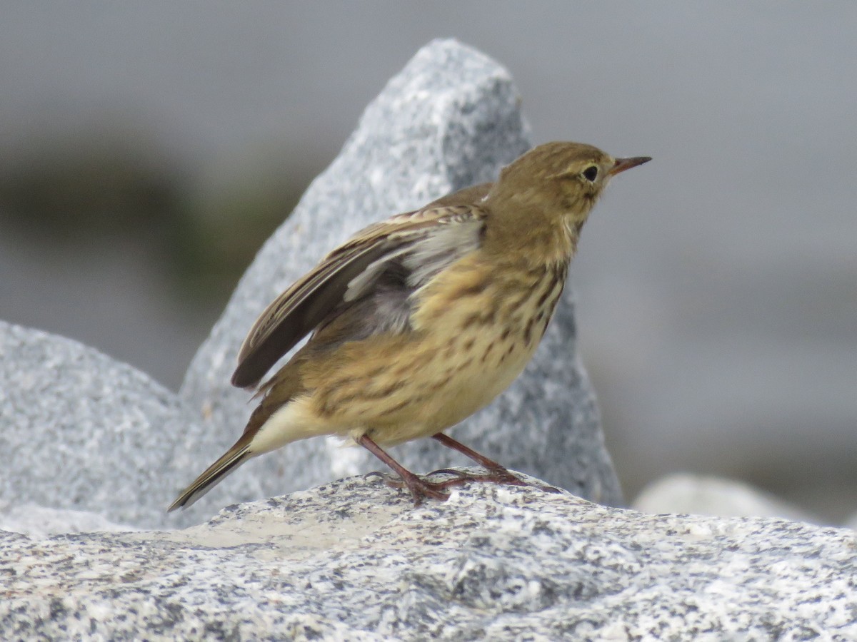 American Pipit - Neil MacLeod