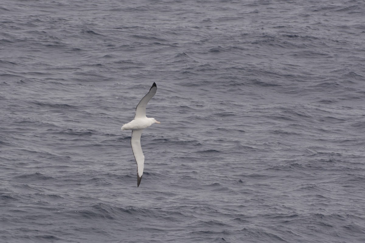 Snowy/Tristan/Antipodean Albatross - Jean Broadhvest