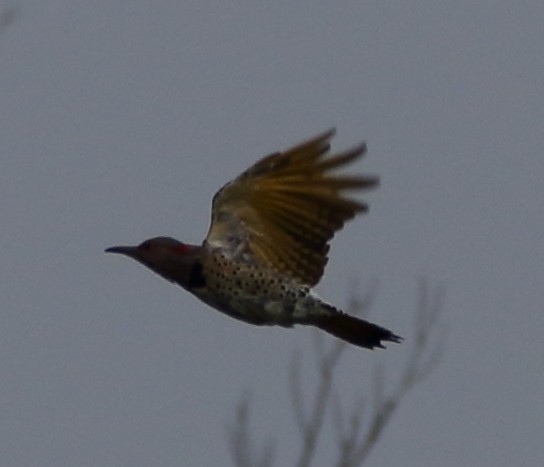 Northern Flicker (Yellow-shafted) - Jeff Hullstrung