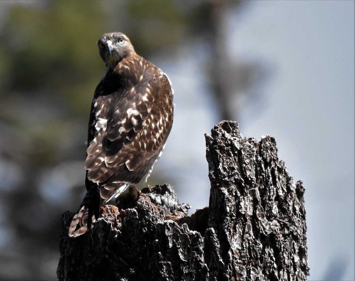 Red-tailed Hawk - Chris Rohrer