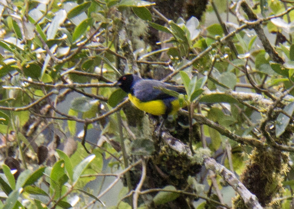 Hooded Mountain Tanager - ML68547931