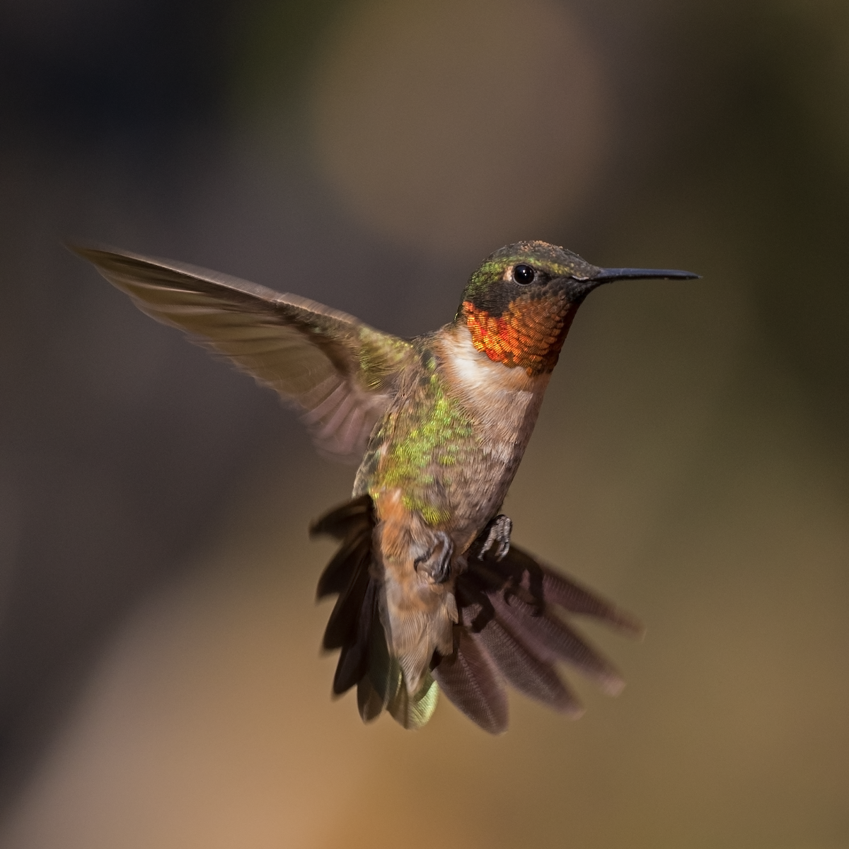 Ruby-throated Hummingbird - Edward Plumer