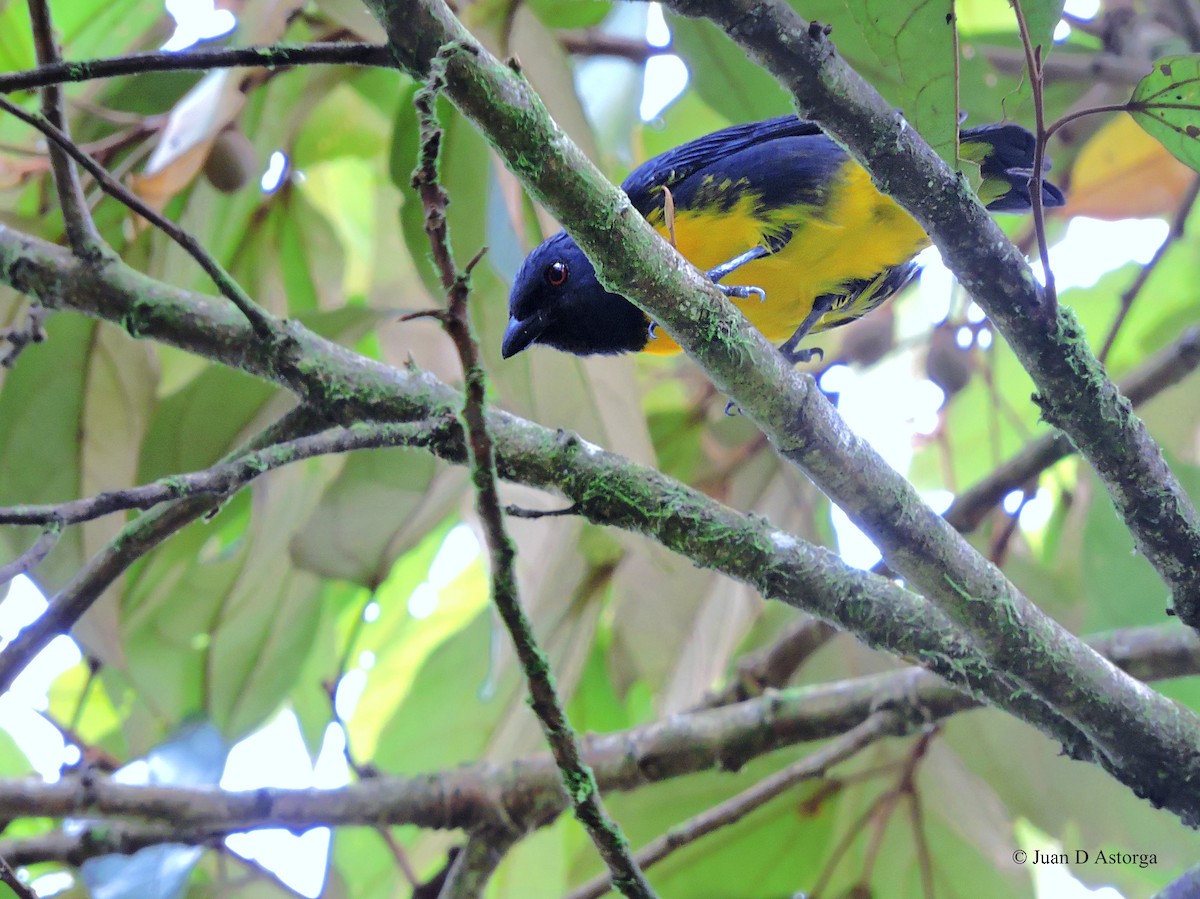 Blue-and-gold Tanager - ML68548391