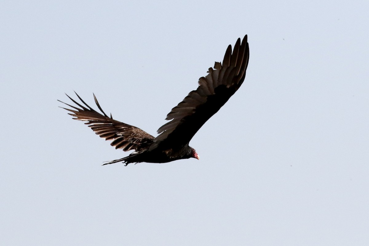 Turkey Vulture - ML68549911