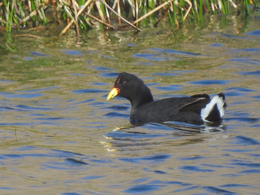 Red-fronted Coot - ML68550161