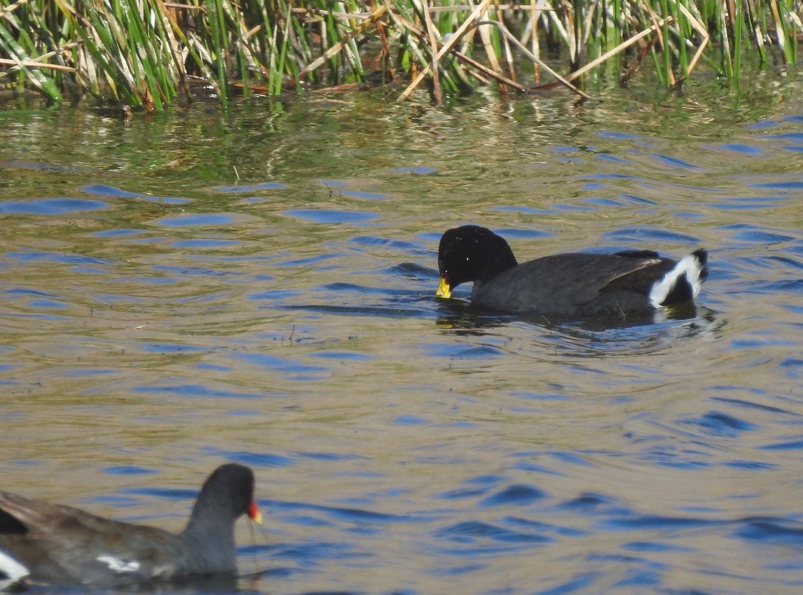 Red-fronted Coot - Valeria  Martins