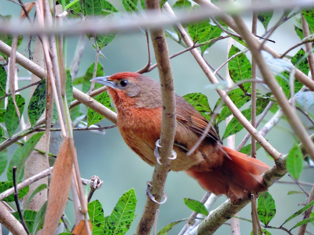 Orange-breasted Thornbird - ML68550401