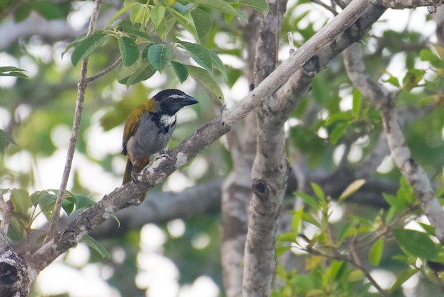 Black-headed Saltator