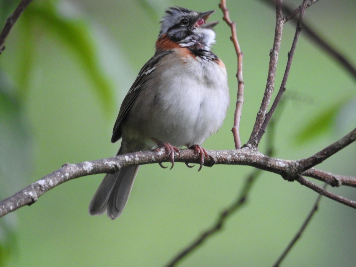 Rufous-collared Sparrow - ML68554371