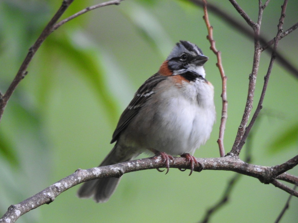 Rufous-collared Sparrow - Sandi Jacques