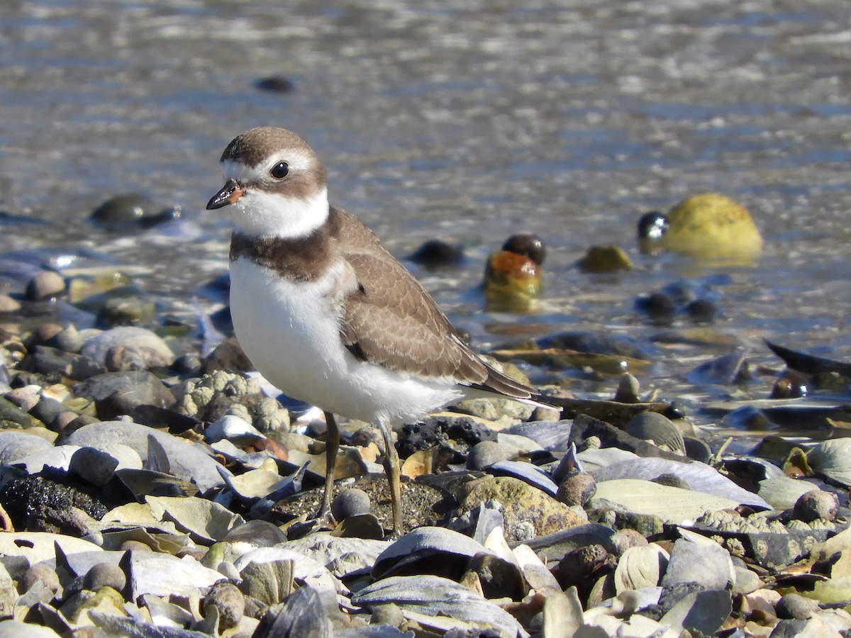 Semipalmated Plover - Bill Lee