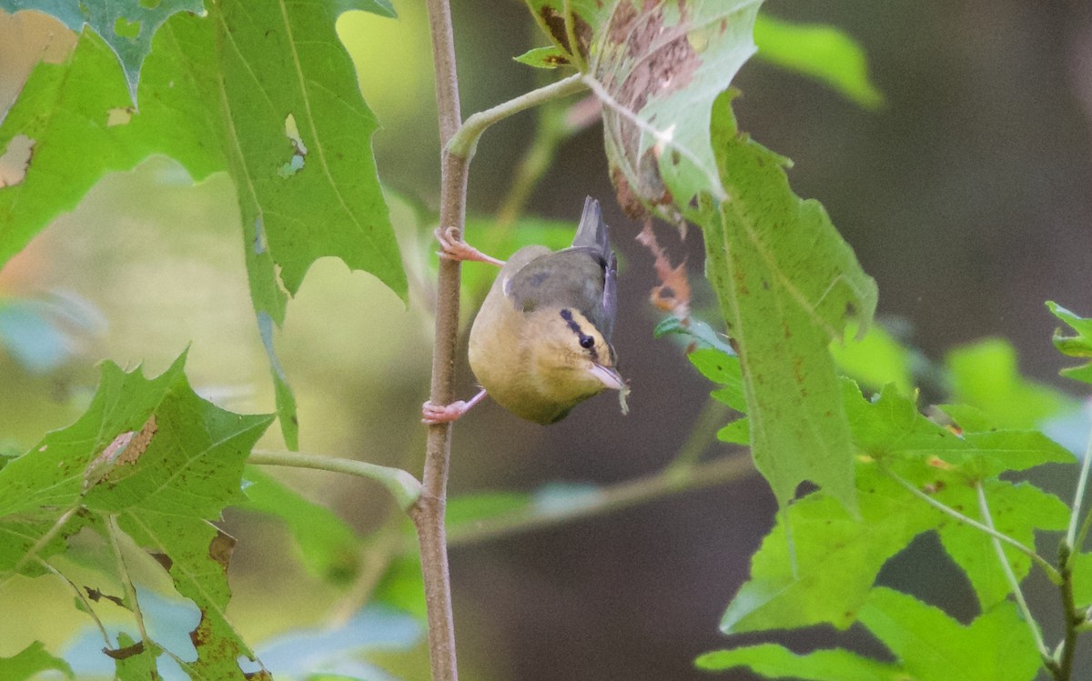 Worm-eating Warbler - Hal Mitchell