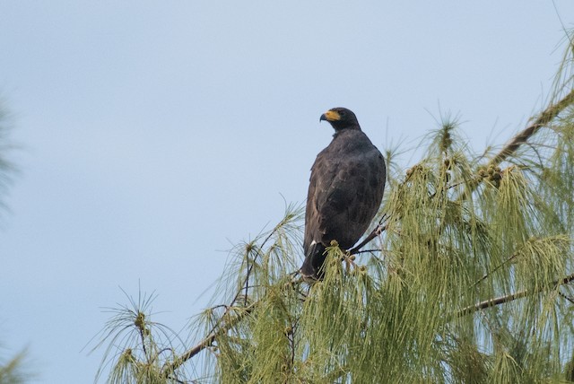 Common Black Hawk