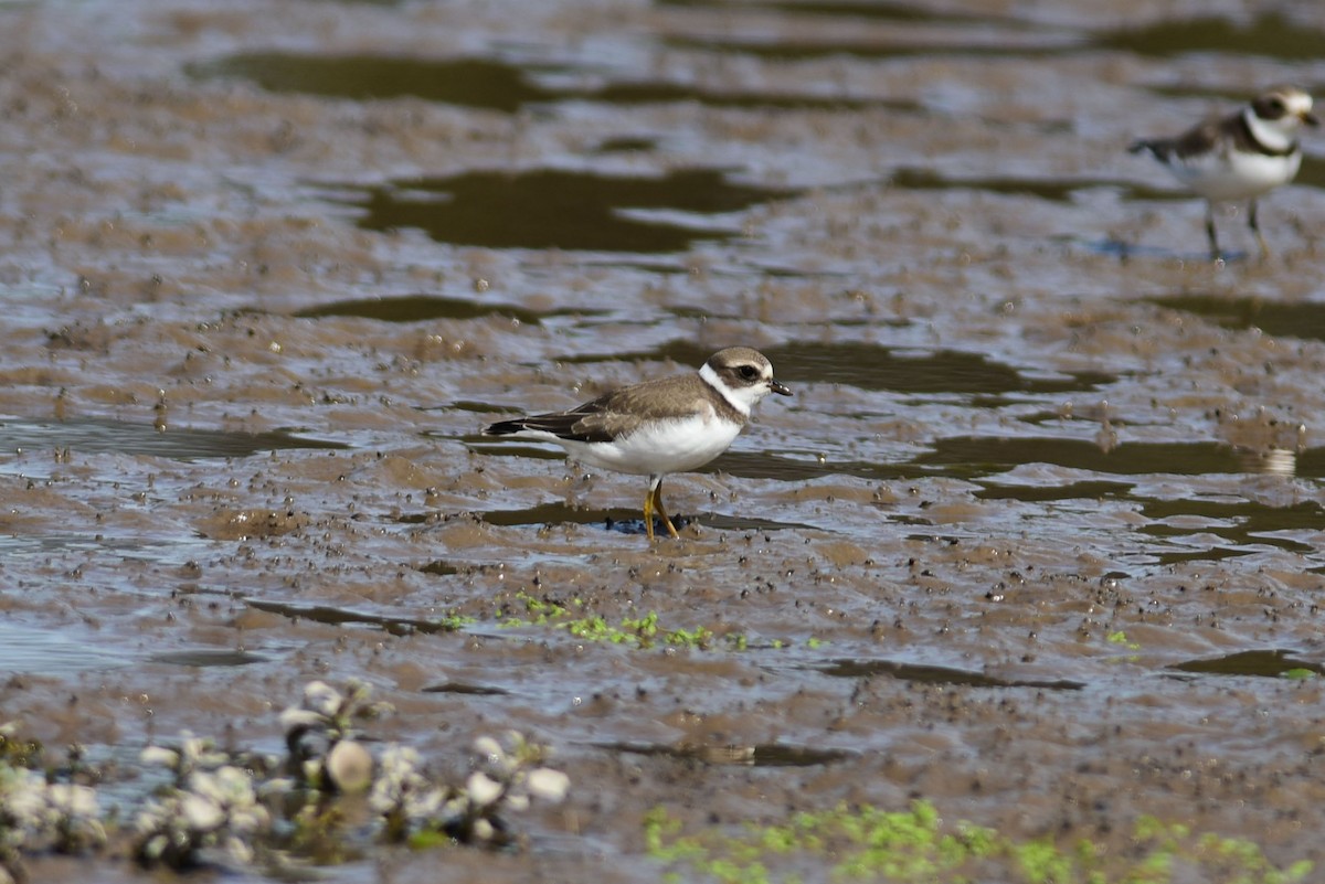 Semipalmated Plover - ML68560831