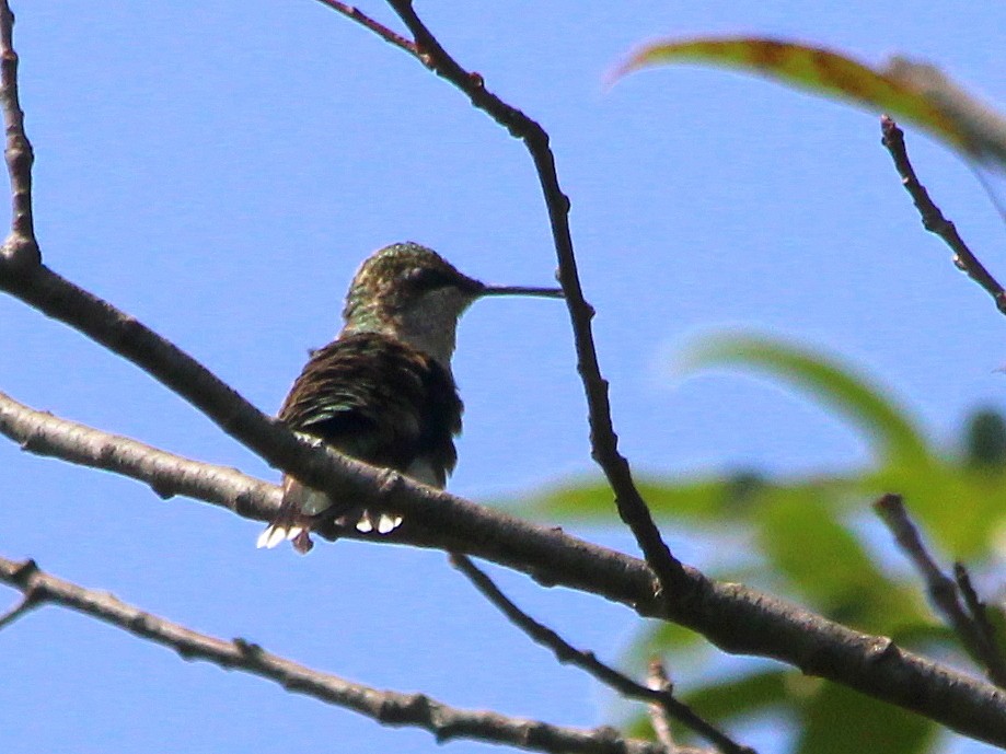 Ruby-throated Hummingbird - ML68561421