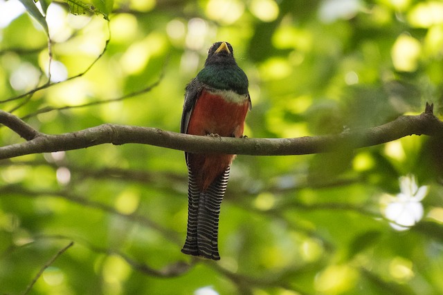 Collared Trogon