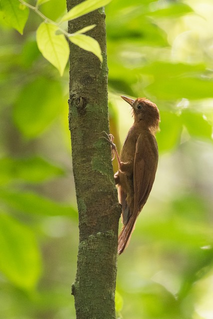 Ruddy Woodcreeper