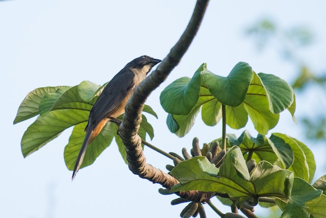 Cinnamon-bellied Saltator