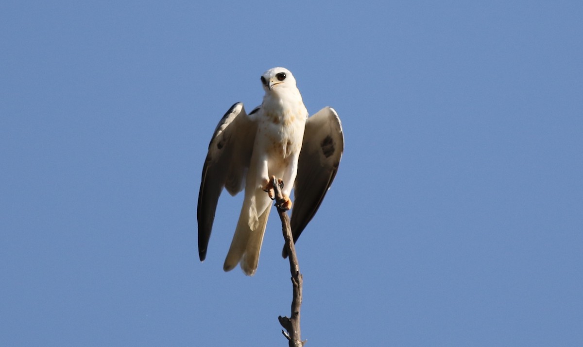 White-tailed Kite - Robert McNab