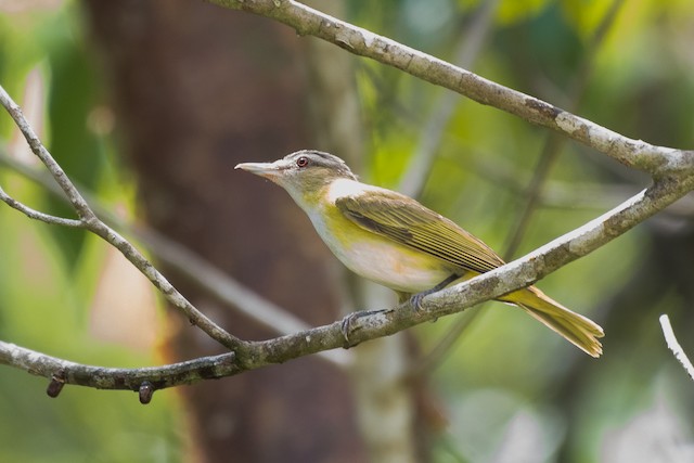 Yellow-green Vireo