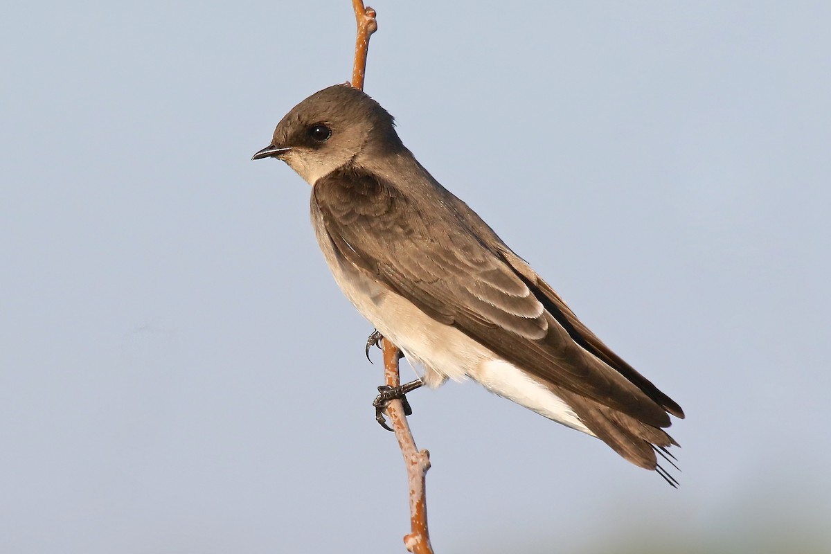 Northern Rough-winged Swallow - Arman Moreno