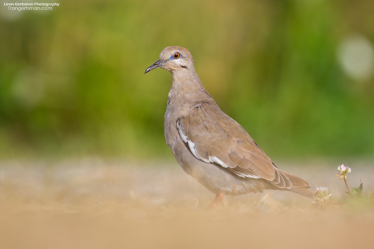 White-winged Dove - Liron Gertsman