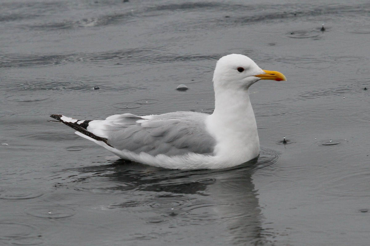 Iceland Gull (Thayer's) - Steve Heinl