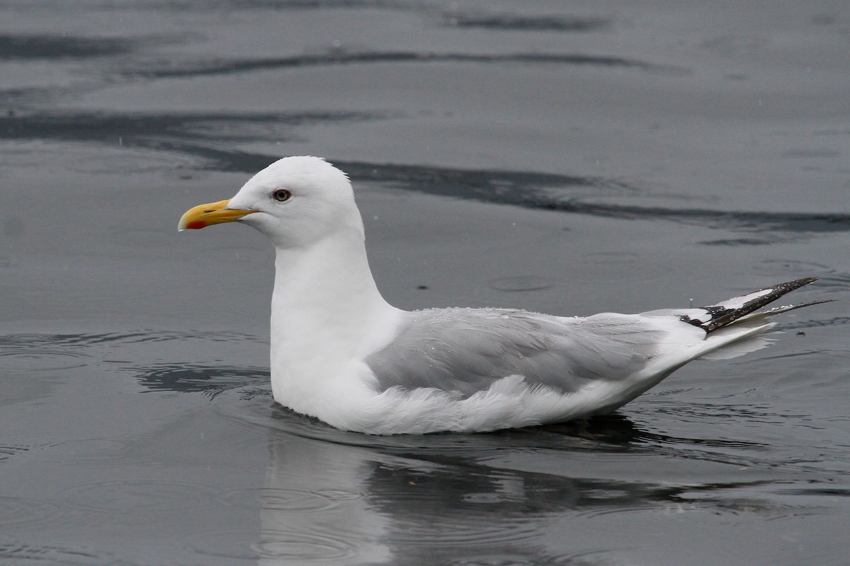 Iceland Gull (Thayer's) - Steve Heinl