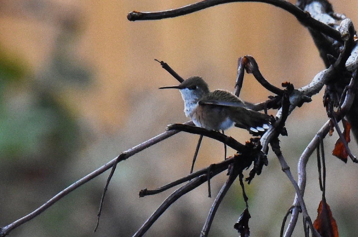Rufous Hummingbird - Jason Vassallo