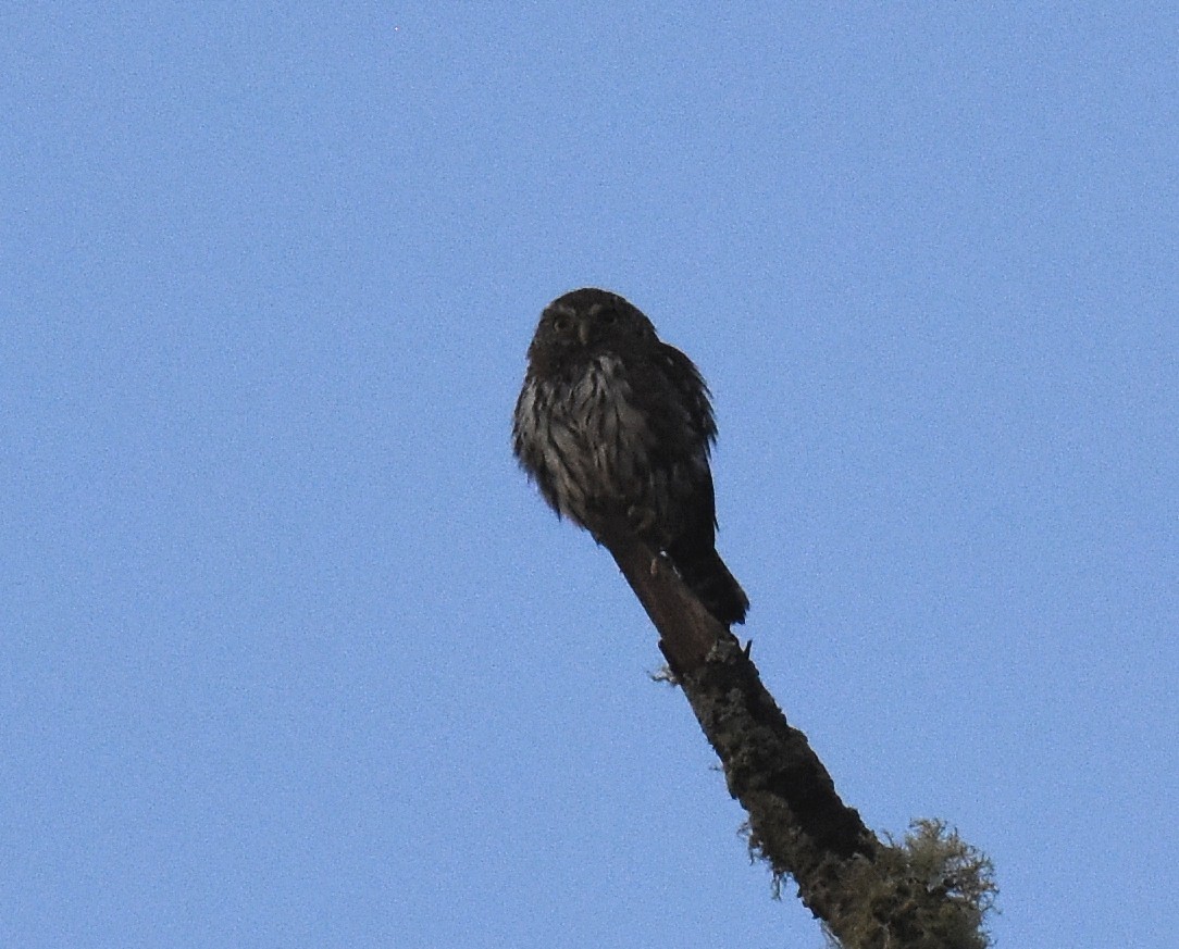 Northern Pygmy-Owl (Pacific) - ML68568981