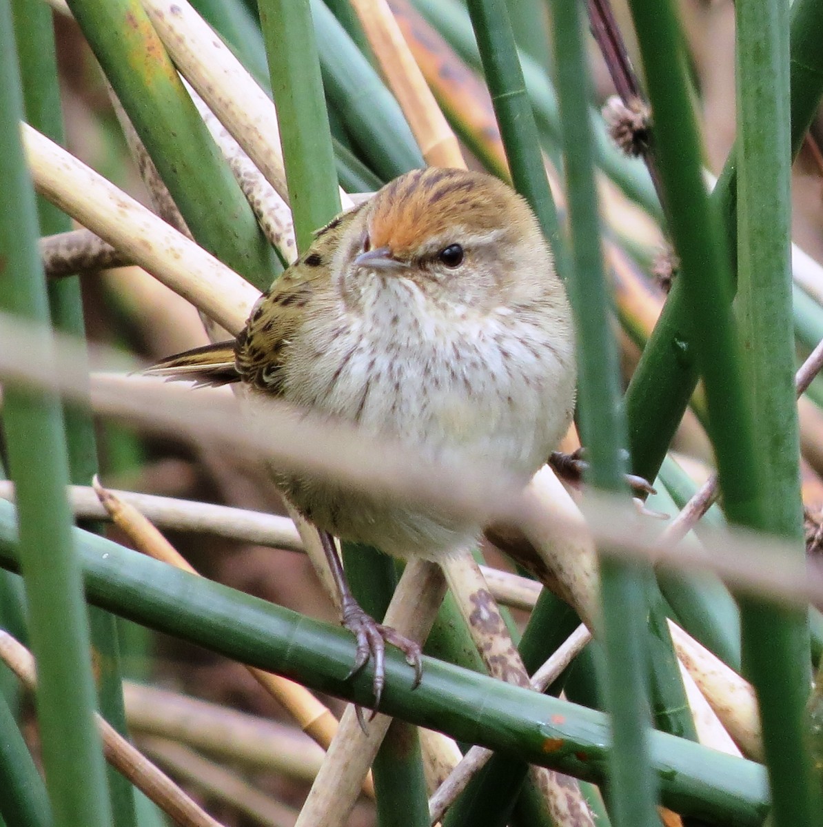 Little Grassbird - B C