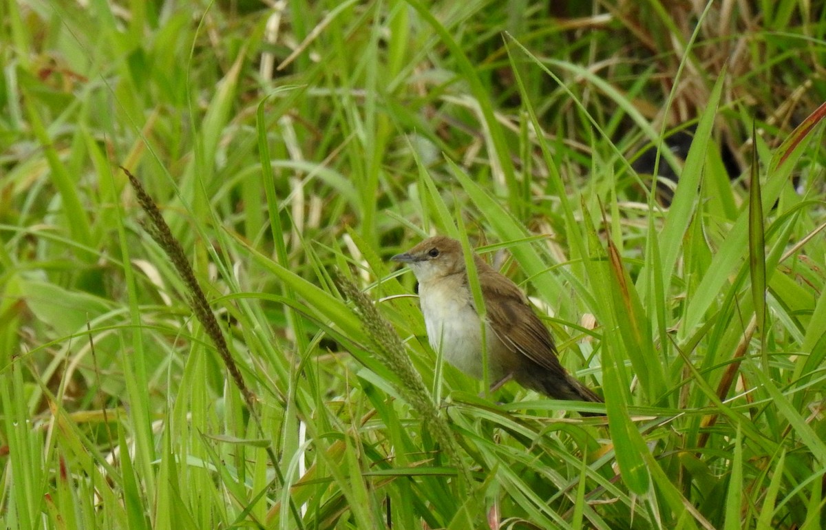 Broad-tailed Grassbird - Anonymous